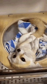 a small dog is laying on its back in a cage with a blue and white towel .