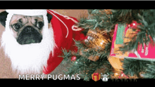 Pug Merry GIF