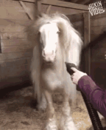 beautiful beautiful hair blowing model horse