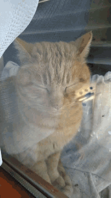 Staring Cat Cat Window GIF