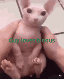 Guy Loves Bingus GIF - Guy Loves Bingus GIFs