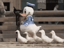 mascot costume cute ducks donald duck