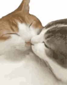 Cats In GIF - Cats In Love GIFs