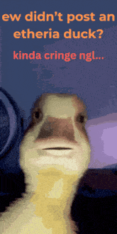 a picture of a duck with the words ew did n't post an etheria duck kinda cringe ngl..