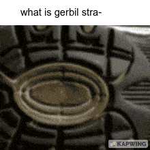 a picture of a shoe with a caption that says what is gerbil stra-