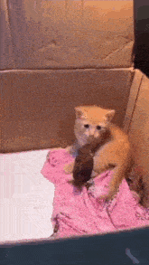 a kitten is sitting in a cardboard box holding a baby rabbit .