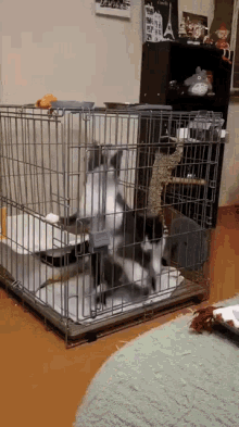 Cat Playing GIF - Cat Playing Jump GIFs