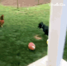 Chasing The Pet Collective GIF