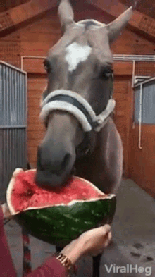 horse eating apple gif