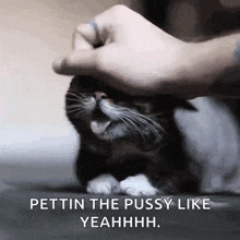 Cat Pet GIF - Cat Pet Petting GIFs