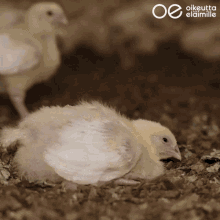 Poulet Chicken GIF - Poulet Chicken GIFs
