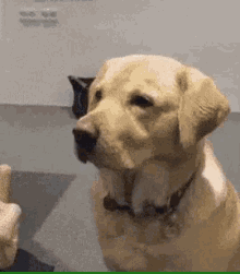 a close up of a dog looking at something while sitting on a floor .