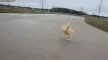 Duck Waddle GIF - Duck Waddle Cute GIFs