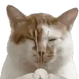 a close up of a cat 's face with sticks sticking out of it 's nose