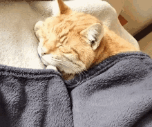 Ginger Cat GIF - Ginger Cat Orange GIFs