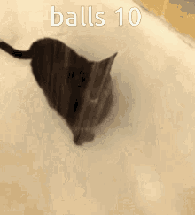 Balls10 GIF - Balls10 GIFs