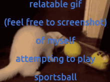 Ferret Sports GIF - Ferret Sports Ball GIFs