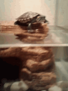 Dont Do It Turtle GIF - Dont Do It Turtle Funny GIFs