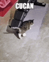 a cat is sitting on a bench with the word cucan written on it .