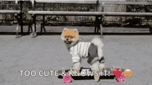 Jiffpom Funny Animals GIF - Jiffpom Funny Animals Dogs GIFs