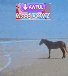 a horse standing on a beach next to a sign that says ' lawful mood down '