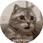 a close up of a cat 's face in a circle with the words `` surprised '' written on it .