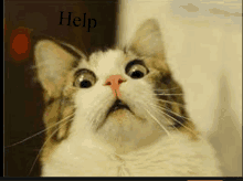 Help Cat GIF