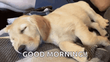 a puppy sleeping on a blanket with the words good morning written above it