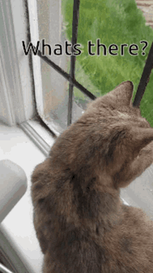 Cat Looking Outside GIF