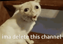 Ima Delete This Channel Ocat GIF - Ima Delete This Channel Ocat Coughing Cat GIFs