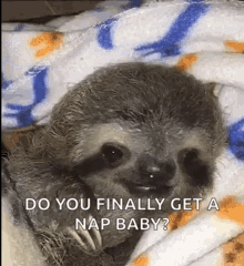 Cute Sloth GIF - Cute Sloth Day GIFs