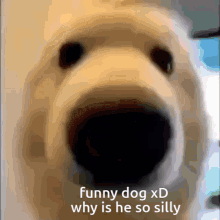 Dog Silly GIF - Dog Silly Happy Dog GIFs