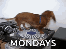 dachshund dog spin mondays monday blues