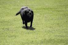 Perro Correr GIF - Perro Correr Corriendo GIFs