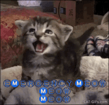 Meow Miss May GIF - Meow Miss May Emergency Meow GIFs