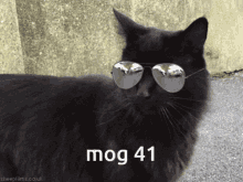 Mog41 Cat Gif GIF - Mog41 Mog 41 GIFs