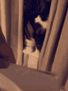 Cat Sign GIF - Cat Sign Meow GIFs