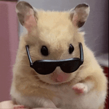 a close up of a hamster wearing sunglasses looking at the camera