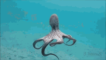 Octopus Octopus Parachute GIF - Octopus Octopus Parachute Swim GIFs