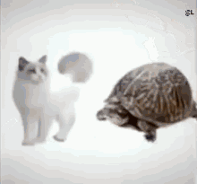 Cat Turtle GIF - Cat Turtle Cat Turtle GIFs