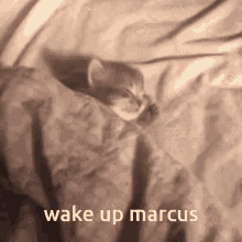 Wake Up Marcus GIF - Wake Up Marcus GIFs