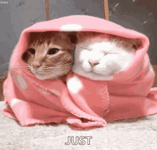 cats cuddle blankets cold
