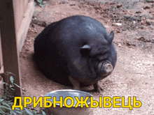 свинья свинка GIF