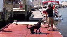 Missed It By Tthhhiiss Much GIF - Dog Trick Fail GIFs