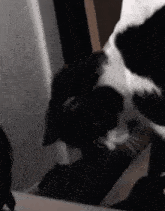 Desselie Cat GIF - Desselie Cat Lethal League GIFs