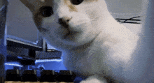 Earl Earl Cat GIF - Earl Earl Cat Earl Selfie GIFs