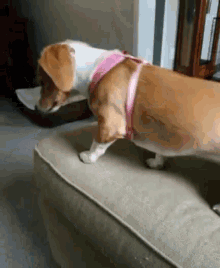 Dog Look Down GIF - Dog Look Down Curious GIFs