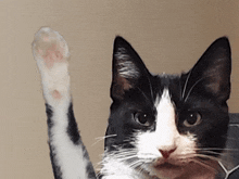 Cat Wave GIF
