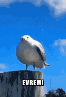 Evrem Seagull GIF - Evrem Seagull Möwe GIFs