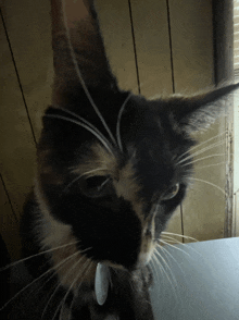 a close up of a calico cat 's face